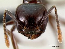 Crematogaster mahery casent0071537 h 1 high.jpg