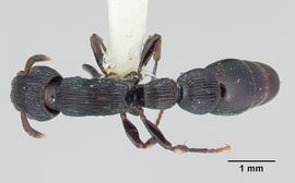 Cylindromyrmex whymperi casent0006105 dorsal 1.jpg