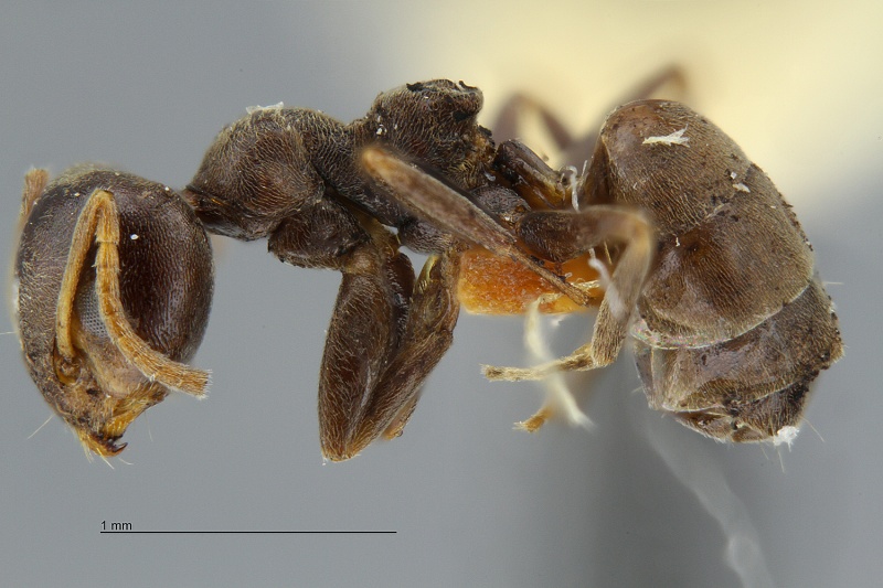 File:MCZ ENT Axinidris occidentalis hal4.jpg