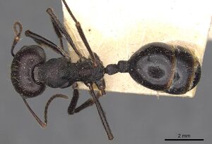 Messor denticornis casent0907748 d 1 high.jpg