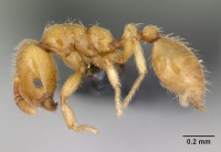 Monomorium chnodes casent0025716 profile 1.jpg