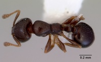 Monomorium sydneyense casent0172359 dorsal 1.jpg