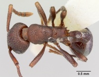 Myrmica colax casent0103400 dorsal 1.jpg