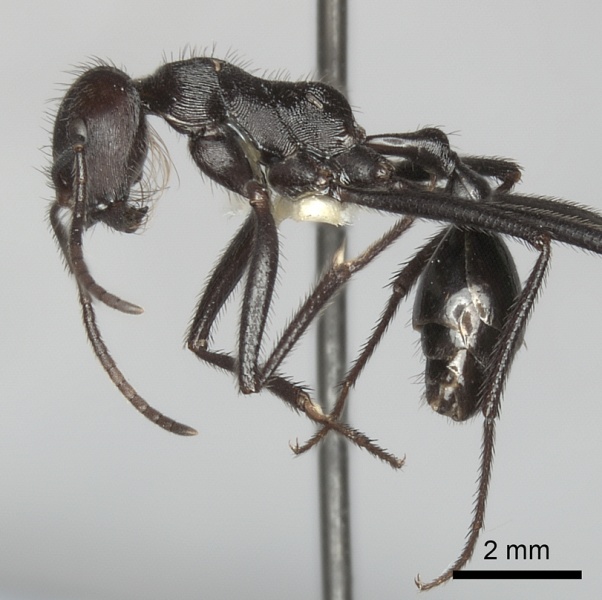 File:Ocymyrmex picardi casent0217899 p 1 high.jpg