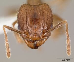 Pheidole fervens casent0005779 head 1.jpg