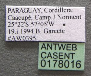 Pheidole fimbriata casent0178016 label 1.jpg