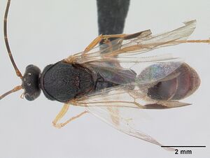 Phrynoponera gabonensis casent0178740 dorsal 1.jpg