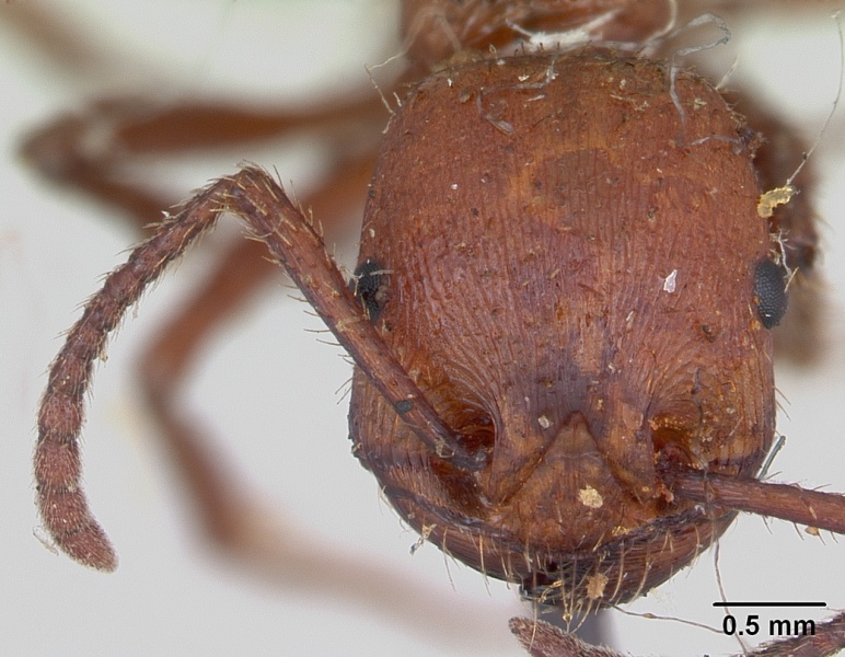 File:Pogonomyrmex cunicularius casent0173366 head 1.jpg