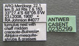 Pogonomyrmex mendozanus casent0235299 l 1 high.jpg