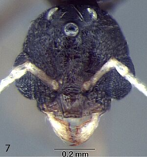 Temnothorax simlensis F7.jpg