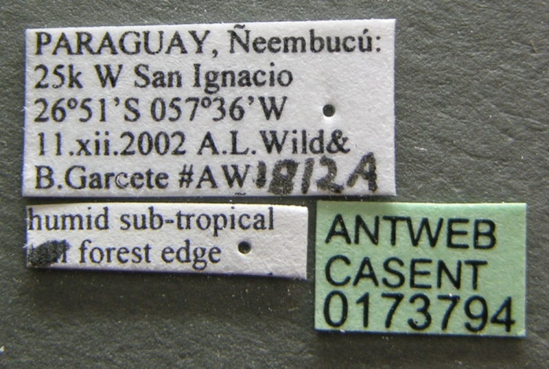 File:Acromyrmex crassispinus casent0173794 label 1.jpg