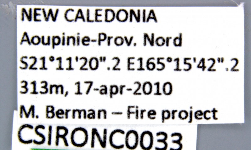File:CSIRONC0033 label.jpg