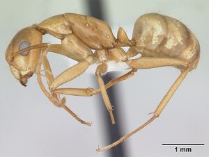 Camponotus bonariensis casent0173396 profile 1.jpg