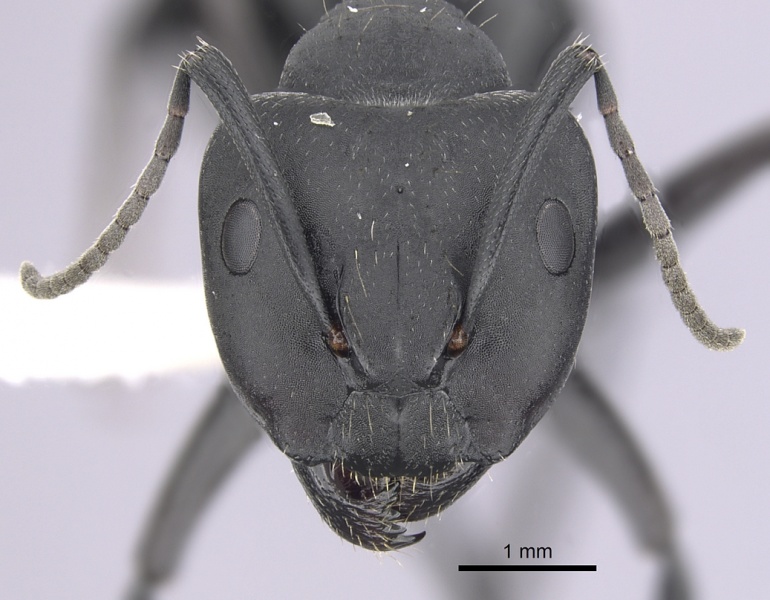 File:Camponotus morosus casent0249340 h 1 high.jpg