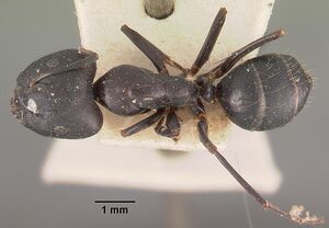 Camponotus quadrimaculatus opacatus casent0102433 dorsal 1.jpg