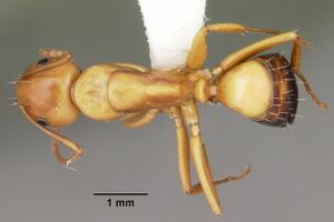 Camponotus snellingi casent0103732 dorsal 1.jpg