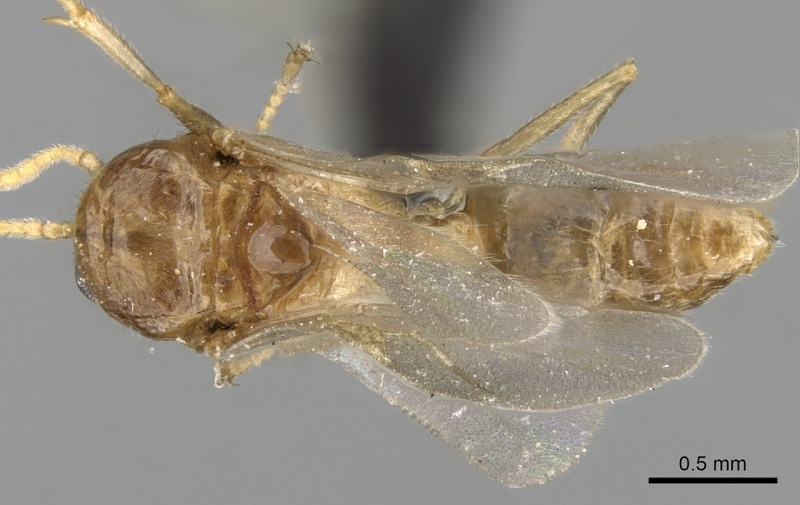 File:Crematogaster tavaratra casent0110524 d 1 high.jpg