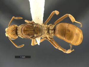 Lasius-murphyi-MCZ001QD.jpg