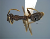 Leptomyrmex ramorniensis top view