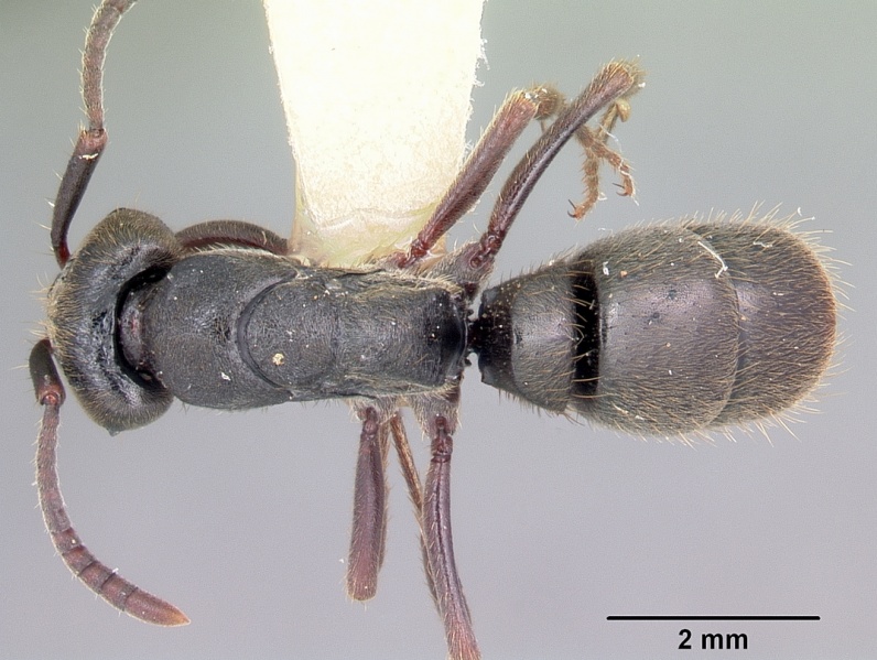 File:Pachycondyla harpax casent0104808 dorsal 1.jpg