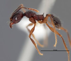 Pheidole eowilsoni jtlc000007157 p 1 high.jpg