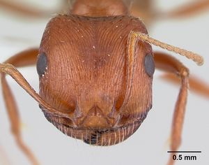 Pogonomyrmex anzensis casent0179510 head 1.jpg