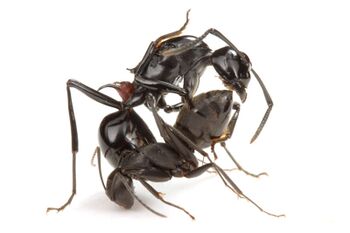 Polyrhachis lamellidens queen with Camponotus japonicus worker, Taku Shimada (1).jpg