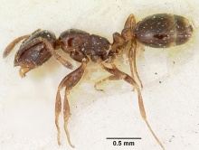 Solenopsis schilleri casent0103213 profile 1.jpg