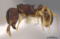 Tetramorium diomandei casent0901166 p 1 high.jpg