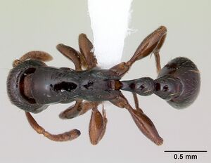 Tetramorium venator casent0415619 d 1 high.jpg