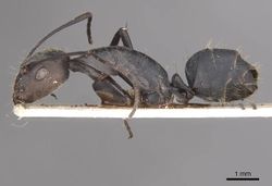 Camponotus eugeniae amplior casent0910318 p 1 high.jpg