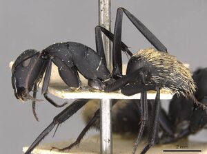 Camponotus fulvopilosus casent0910453 p 1 high.jpg