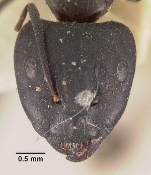 Camponotus quadrimaculatus opacatus casent0102433 head 1.jpg