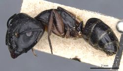 Camponotus sacchii casent0905796 p 1 high.jpg