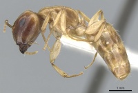 Camponotus taino casent0903616 p 1 high.jpg