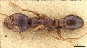 Cheliomyrmex andicola casent0903718 d 1 high.jpg