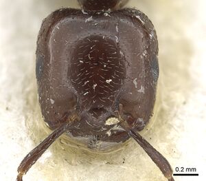 Crematogaster wellmani casent0902058 h 1 high.jpg