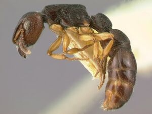 Cylindromyrmex-brasiliensis-w-latMontage.jpg