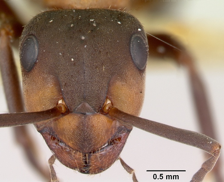 File:Formica lugubris casent0173010 head 1.jpg