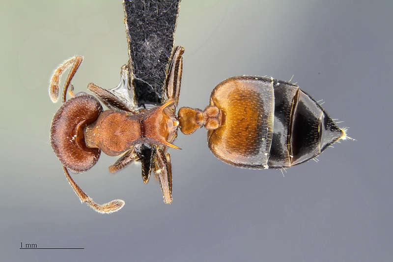 File:MCZ ENT Crematogaster MOZ sp1 had 2x.jpg