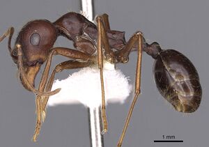 Messor denticornis casent0900465 p 1 high.jpg