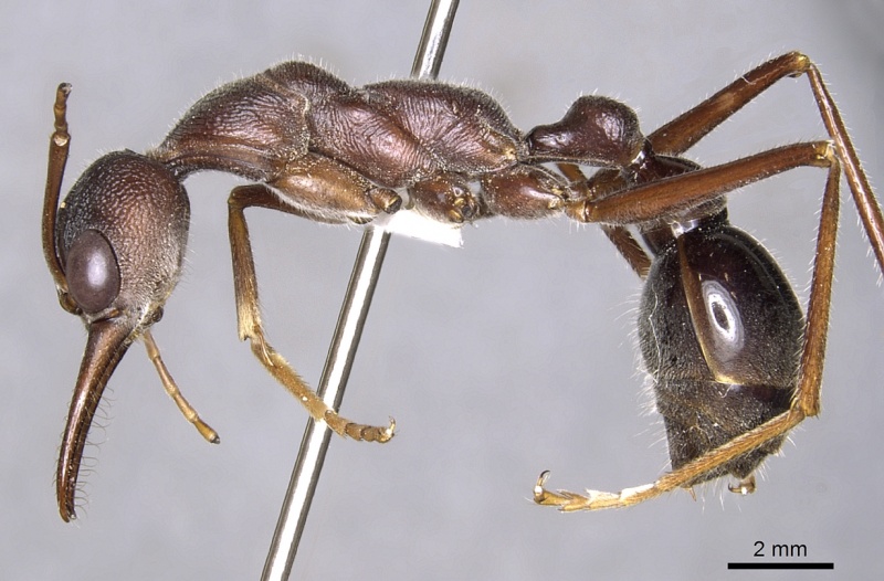 File:Myrmecia erecta casent0902793 p 1 high.jpg