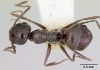 Myrmecocystus snellingi casent0103513 dorsal 1.jpg