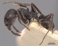 Myrmica aimonissabaudiae P casent0904554.jpg