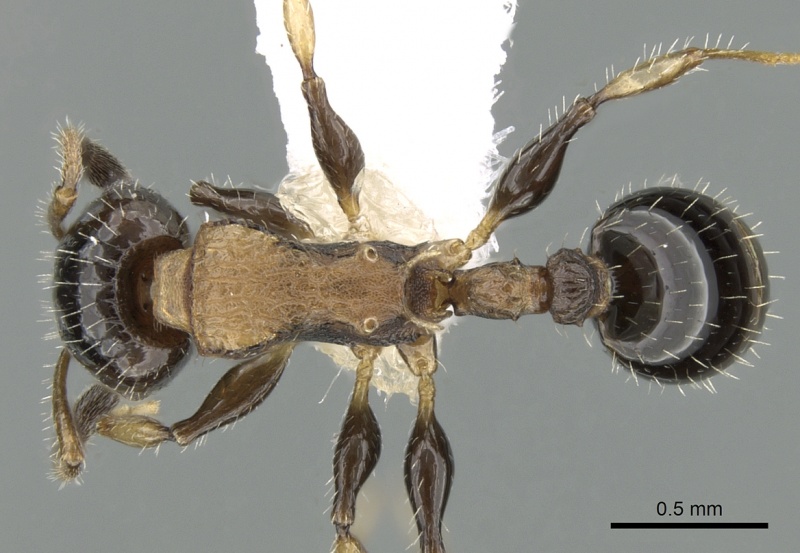 File:Nesomyrmex pleuriticus casent0906198 d 1 high.jpg