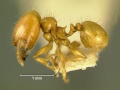 Pheidole-sarawakanaL4.jpg