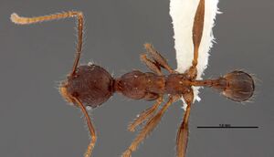 Pheidole lagunculinoda casent0609877 d 1 high.jpg