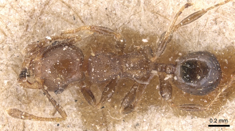 File:Pheidole schmalzi casent0904431 d 1 high.jpg