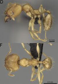 Pheidole vony F62 d f.jpg