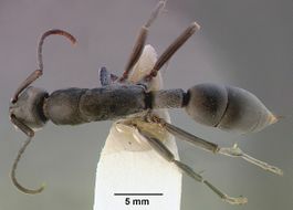 Platythyrea arnoldi sam-hym-c000534a dorsal 1.jpg